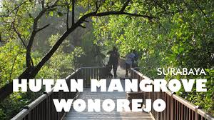 Hutan Mangrove Wonorejo Di Surabaya Yang Tenang Dan Indah
