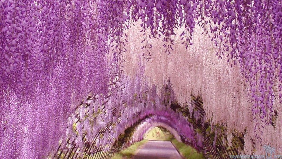 Sudah Tahu Tentang Wisteria Tunnel Di Jepang ?