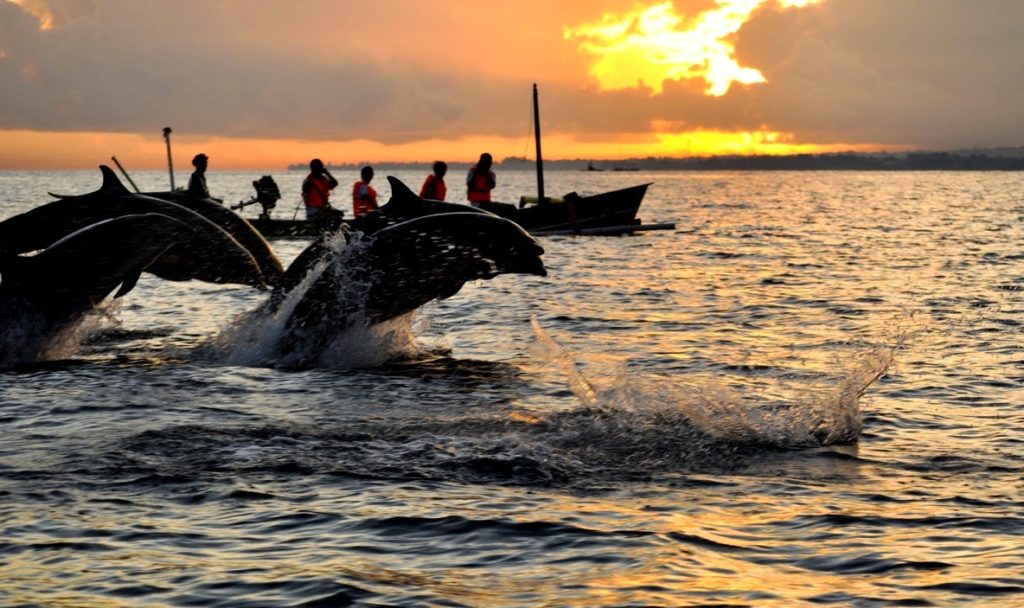 Menikmati Keindahan Dan Keseruan Atraksi Lumba-Lumba Di Pantai Lovina