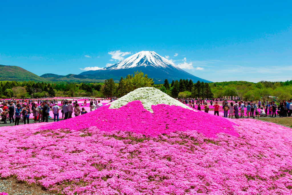 Keindahan Taman Bunga Sakura Yang Ada Dibawah Kaki Gunung Fuji