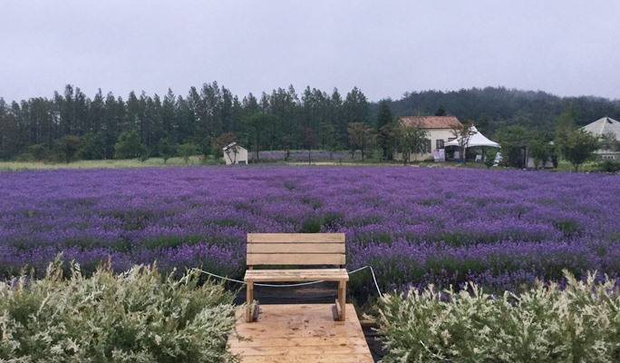 Hani Lavender Farm Di Gangwondo Korea Yang Mempesona