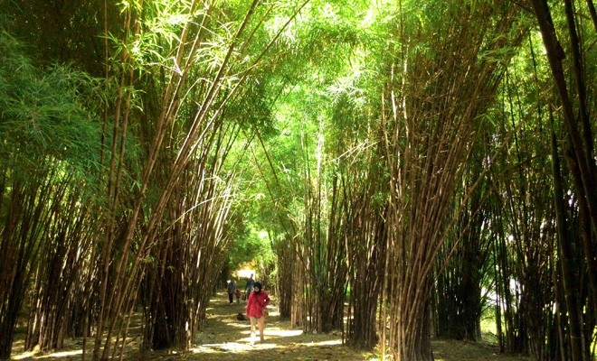 Hutan Bambu Surabaya, Wisata Outdoor Keren Di Surabaya