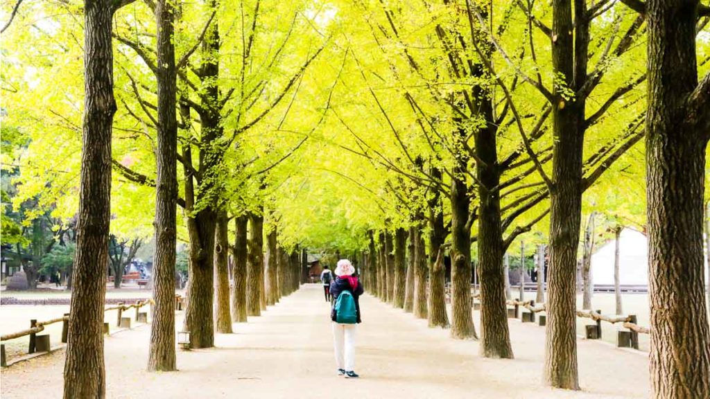 Keindahan Nami Island - Pulau Buatan Yang Ada Di Korea Selatan